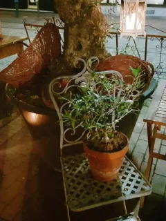 SHEIN Outdoor Living: Budget Patio Decor for US Homes - Cover Image