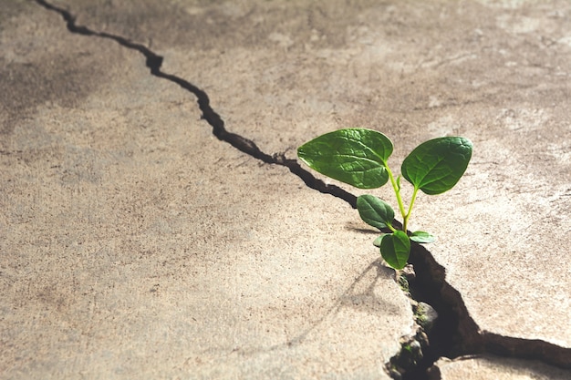 A close-up shot of a cracked foundation, with a small plant growing through the crack, symbolizing the fragility of community trust when neglected.